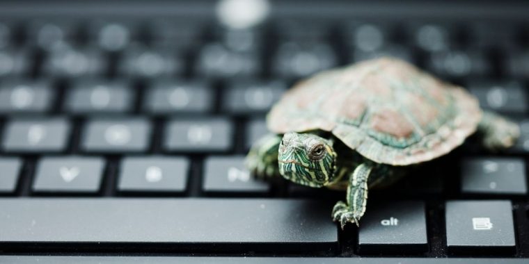Image of a small tortoise looking at the camera while sat on a laptop keyboard